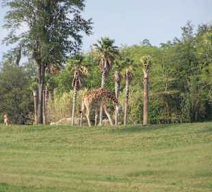 Giraffen