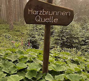 Wandern Bannwald Baiersbronn