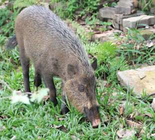 Wildschwein im NP