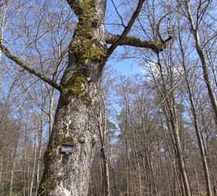 Geologischer Lehrpfad Kirnbachtal