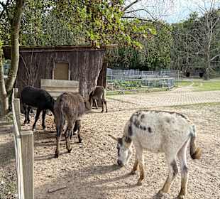 Alsdorf Zoo