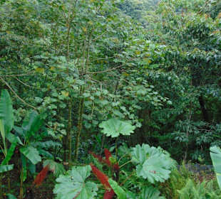 La Paz Waterfall Gardens