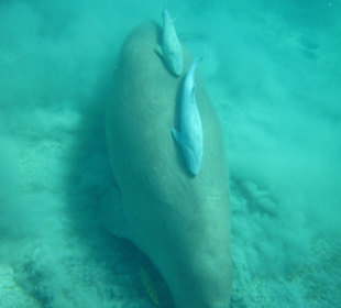 Dugong mit Putzerfischen