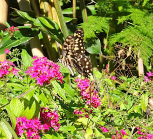 Spaziergang durch den Botanischen Garten Mascarin