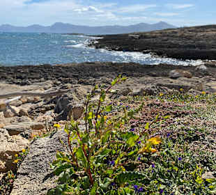 Wandern Can Picafort