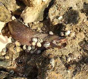 Zdechła morena zjadana przez małe krabiki