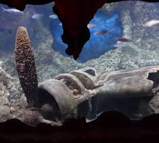 Im Aquarium unterwegs