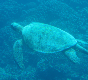 Ausflug Schildkrüte Port Ghalib