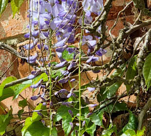 Gut Dalwitz-Blauregen