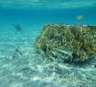 Korallenstock mit Fischen am Carnelia Beach Resort