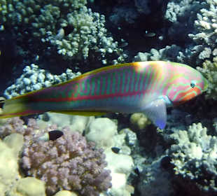 Rwelt Riff Rohanou Beach Resort