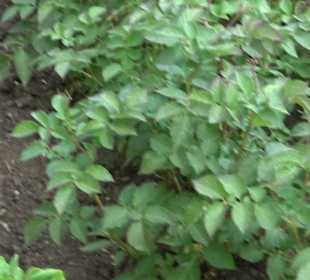 ALB-GOLD Naturgarten