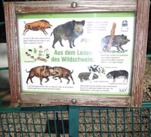 Alpenwildpark Pfänder - Wildschweine, Hinweistafel