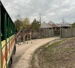 Wildlands Zoo in Emmen 