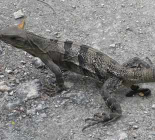 Leguan im Park