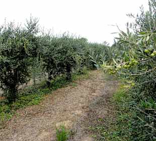 Ölmühle Moulin Saint Pierre