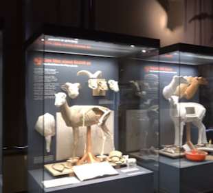 Museum der Naturkunde