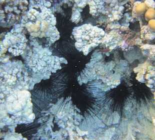 Ёжики с глазами