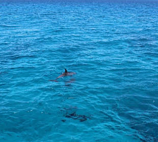 Schnorcheln Makadi Bay - Schwimmen mit Delfinen