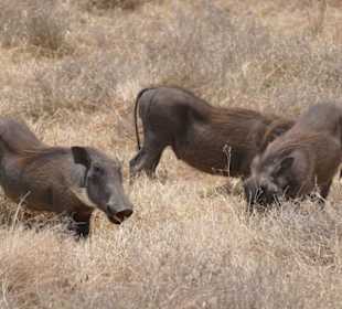 Tansania Ende September