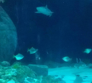 Schöne Einblicke in die Unterwasserwelt