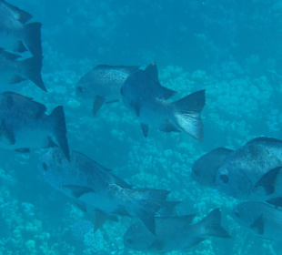 Traumstrand & Korallenriffe/Fische der Superlative