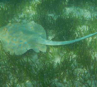 Blaupunktrochen im Innenriff