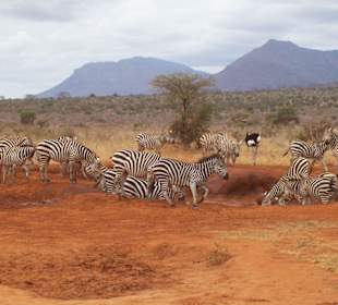 Zebras am Wasserloch