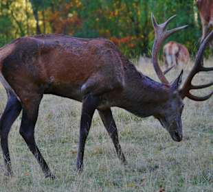 Wandern Berschweiler bei Kirn