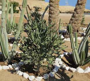 Ausflug nach Sharm el Naga