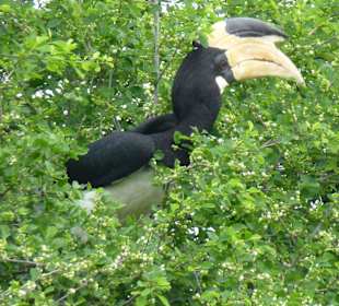Nashornvogel pickt winzige Beeren