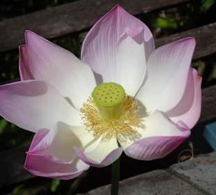 Spaziergang durch den Botanischen Garten Mascarin