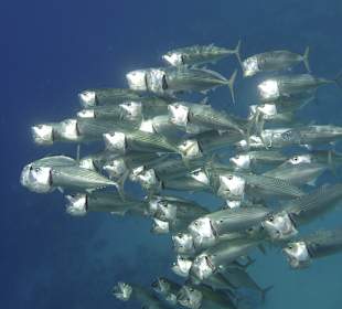 Schwärme von Grosmaulmakrelen..