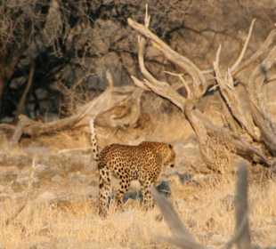 Leopard