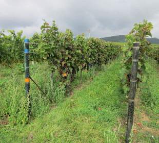 Kulinarische Weinbergswanderung