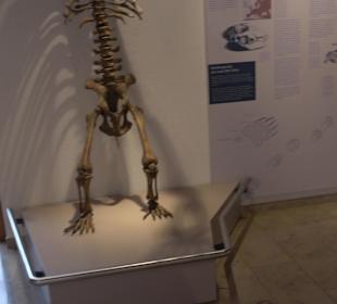 Höhlenkundliches Museum Laichingen