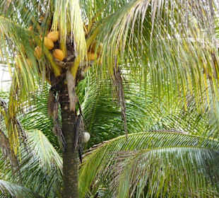 Presidente Figueiredo-Staatsstrasse BR 174