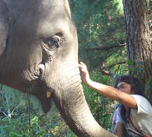 Mahout und sein Elefant