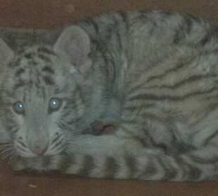 Nachwuchs bei den Tigern