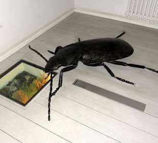 Die Ausstellung "Moor" im Landesmuseum