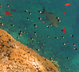 Fische in der Nachbarbucht Abu Dabab