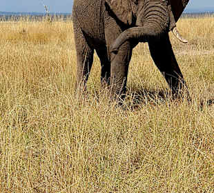 Afrikanischer Elefant