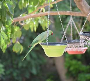 Indischer Halsbandsittich