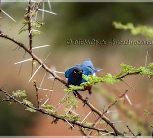 Total zutrauliche Vögel