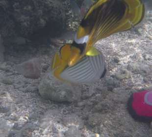 Rehana Royal Beach Resort & Spa