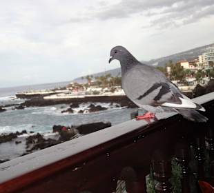 Ausblick vom Balkon im 1. Stock