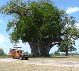 Lunch unter einem Baobab