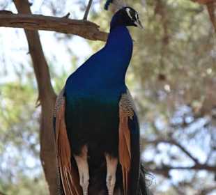 Pfau