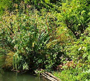 Roślinność w ogrodzie Moneta