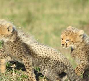 Junge Gepards